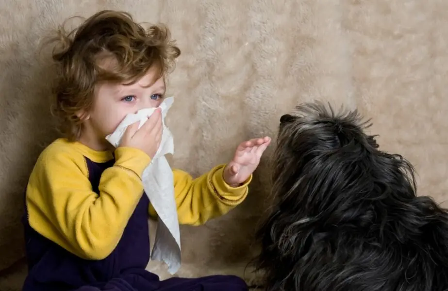 Alergia a cães