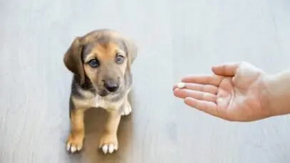 consumidores pet