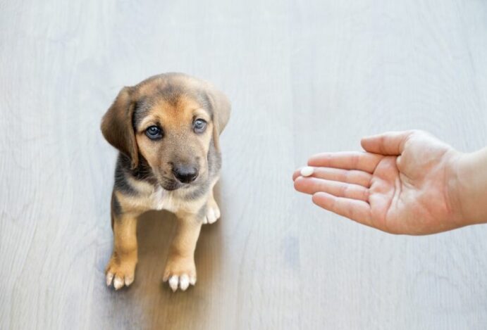 consumidores pet