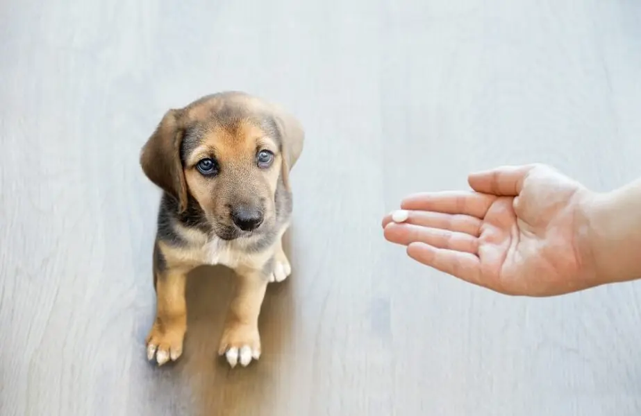consumidores pet