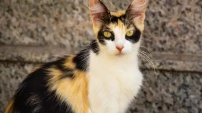 Gatos tricolores