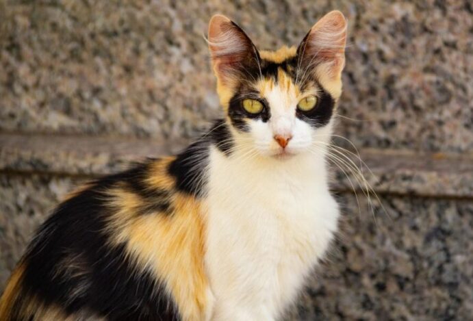 Gatos tricolores