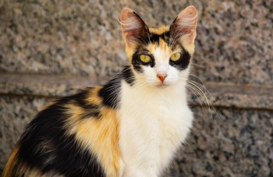 Design sem nome – 2023-07-13T144206.014 Gatos tricolores