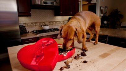 Design sem nome – 2023-07-13T144523.277 Chocolate para cães