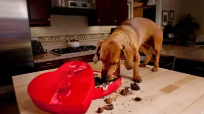 Chocolate para cães