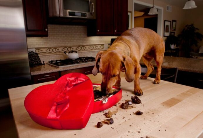 Chocolate para cães