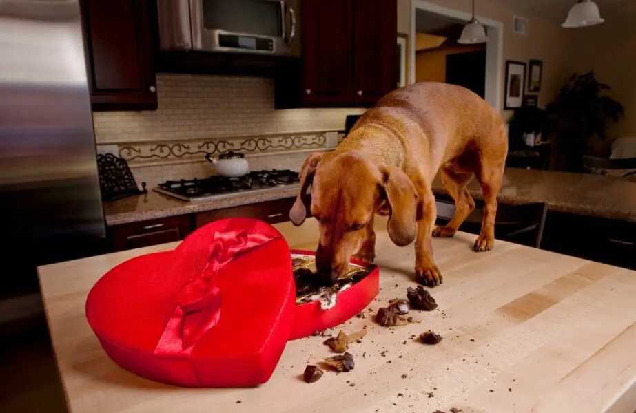 Chocolate para cães