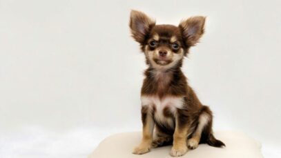 Design sem nome – 2023-07-14T130539.280 Chihuahua
