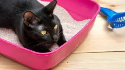 Cocô do gato