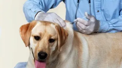 vacinas para cachorros