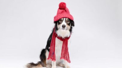 Design sem nome – 2023-07-17T160716.581 Animais