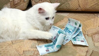 Indústria pet