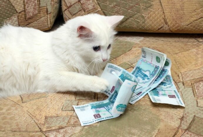 Indústria pet
