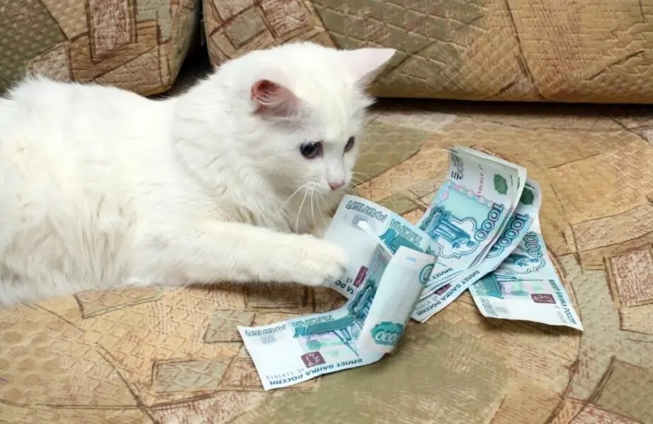 Indústria pet 