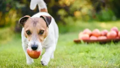 Maçã para o cachorro