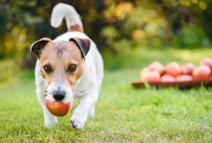 Maçã para o cachorro