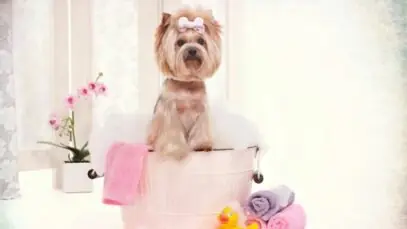 Banho em cachorro