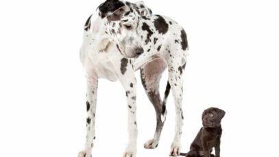 Design sem nome – 2023-07-20T132825.266 Portes de cachorro