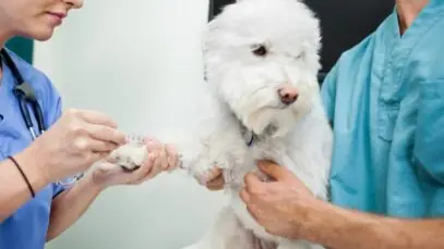 Cachorro pode doar sangue