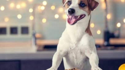 ração para pets