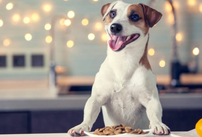 ração para pets