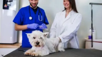 hemodiálise em animais