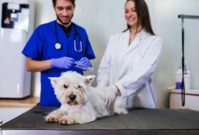 hemodiálise em animais