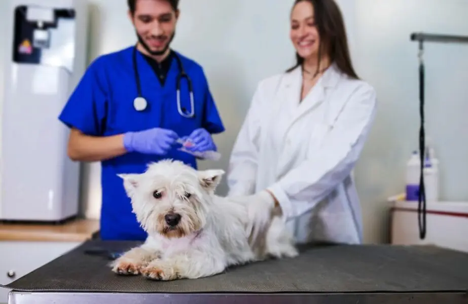 hemodiálise em animais