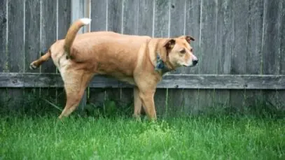 cães e gatos