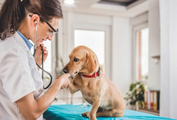 PET VET