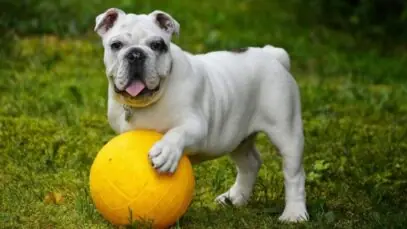 Bulldog Inglês