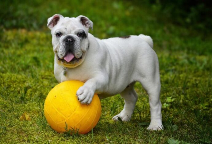 Bulldog Inglês