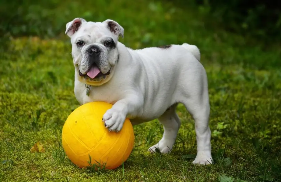 Design sem nome – 2023-07-25T124815.408 Bulldog Inglês