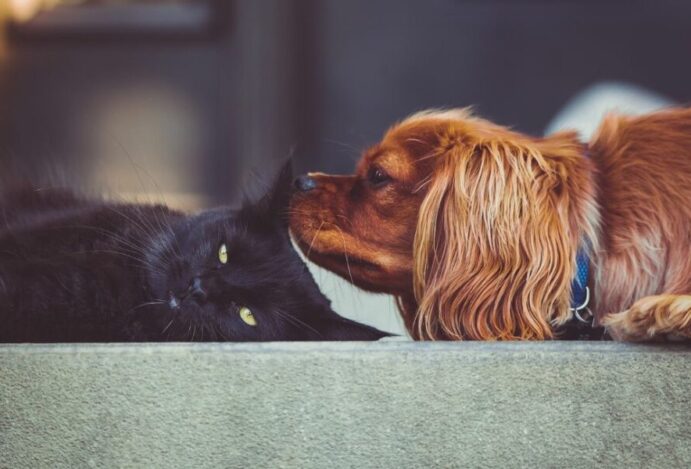 coleiras antiparasitárias