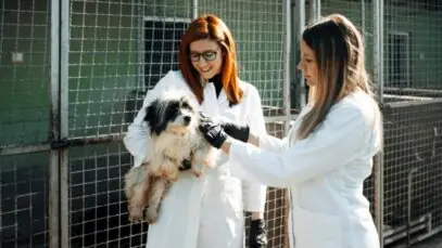 Psicologia animal