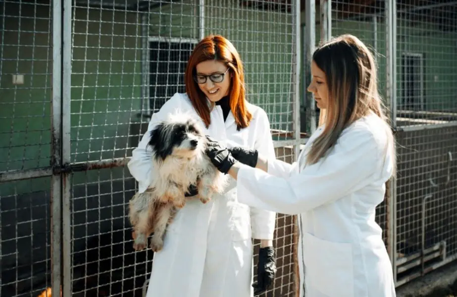 Psicologia animal