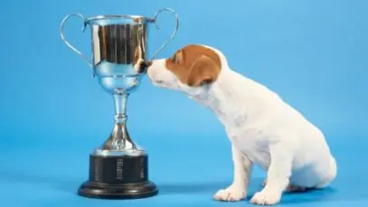 Plamev Pet