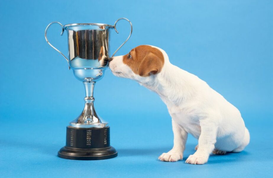 Design sem nome – 2023-07-26T155646.577 Plamev Pet