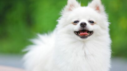Design sem nome – 2023-07-26T160337.532 cães de raça