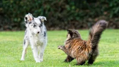 Brigas entre pets