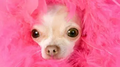 Cães da Barbie