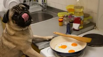 Ovo para o pet