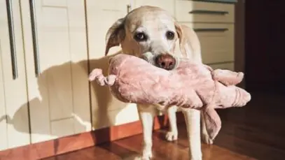 Pelúcia para cães