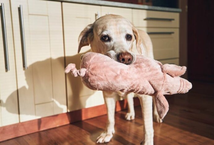 Pelúcia para cães