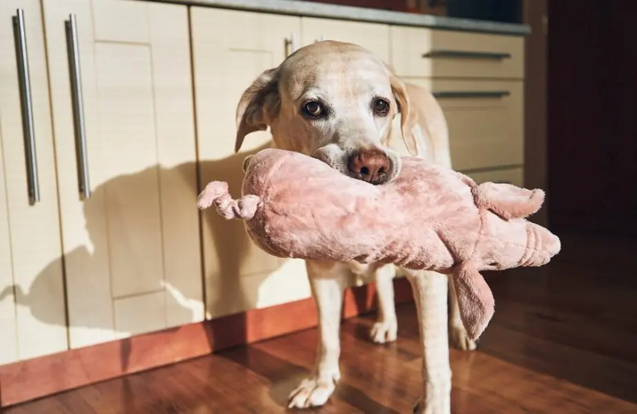 Pelúcia para cães