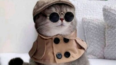 Felinos