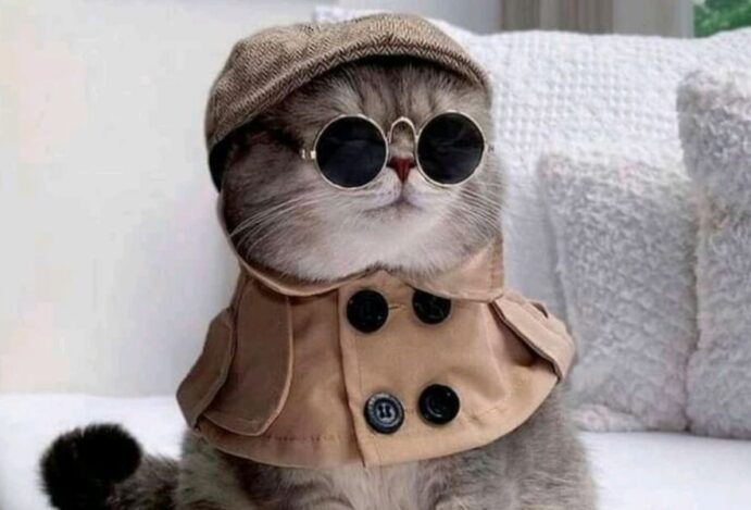 Felinos