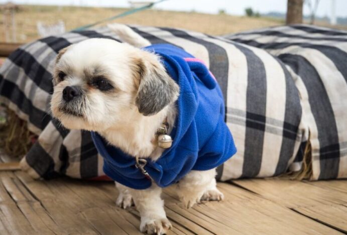 Pet no frio