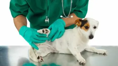 problemas articulares nos pets