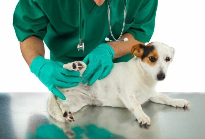 problemas articulares nos pets